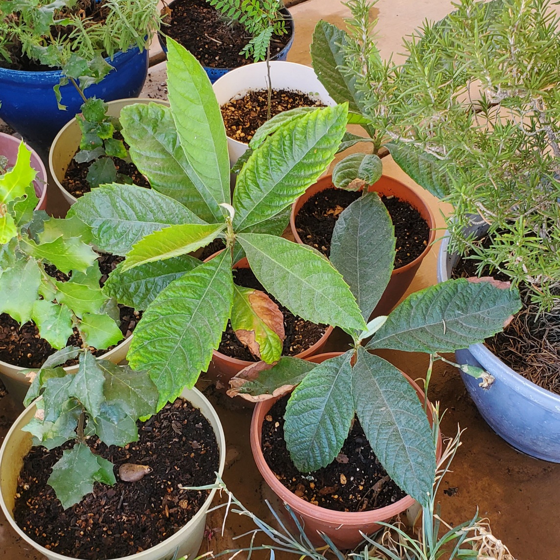 Loquat Tree Seedlings